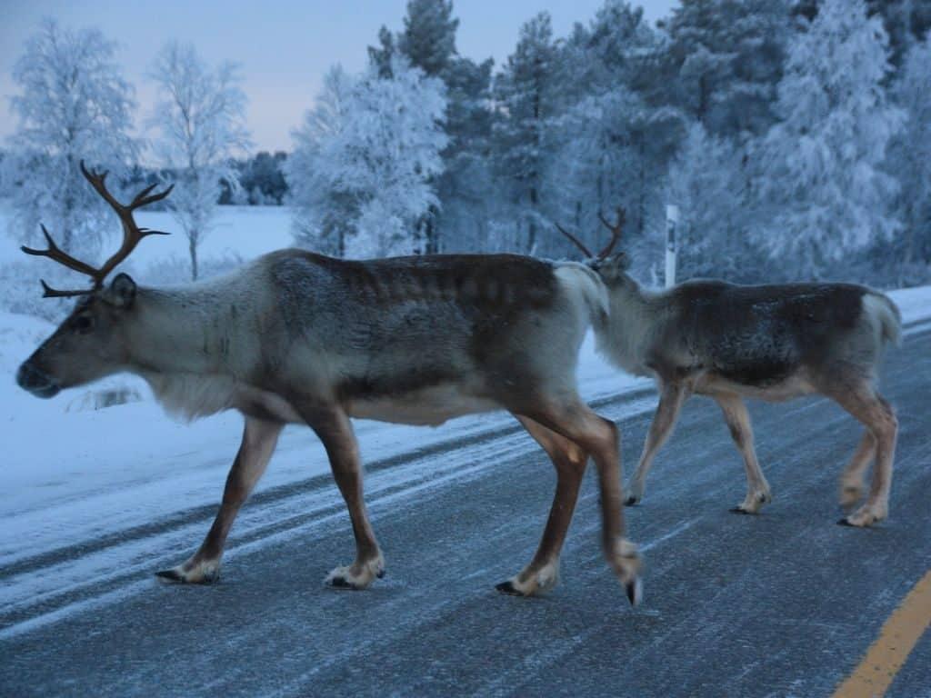 Facts about Finland include not asking too detailed questions about reindeer!