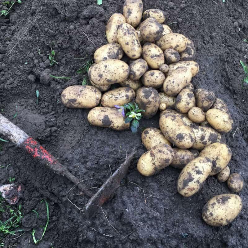 How to Grow Potatoes (like a Finn)