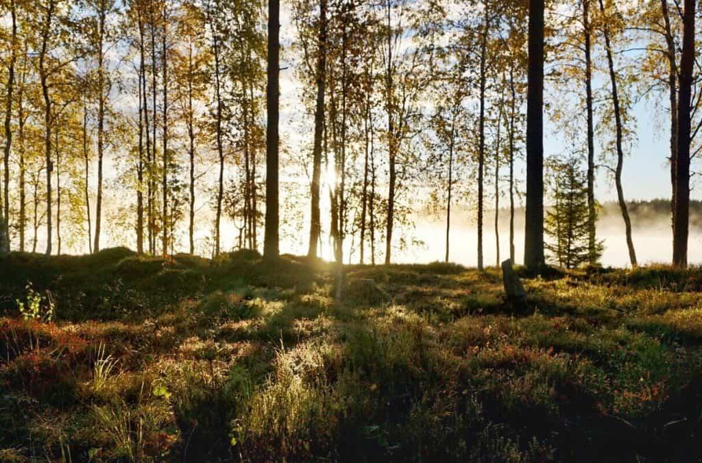Are You Finnish? Test and Find Out if You are Secretly a Finn!