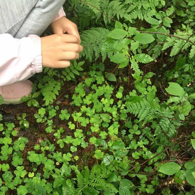 Foraging for Food Guide to Finland