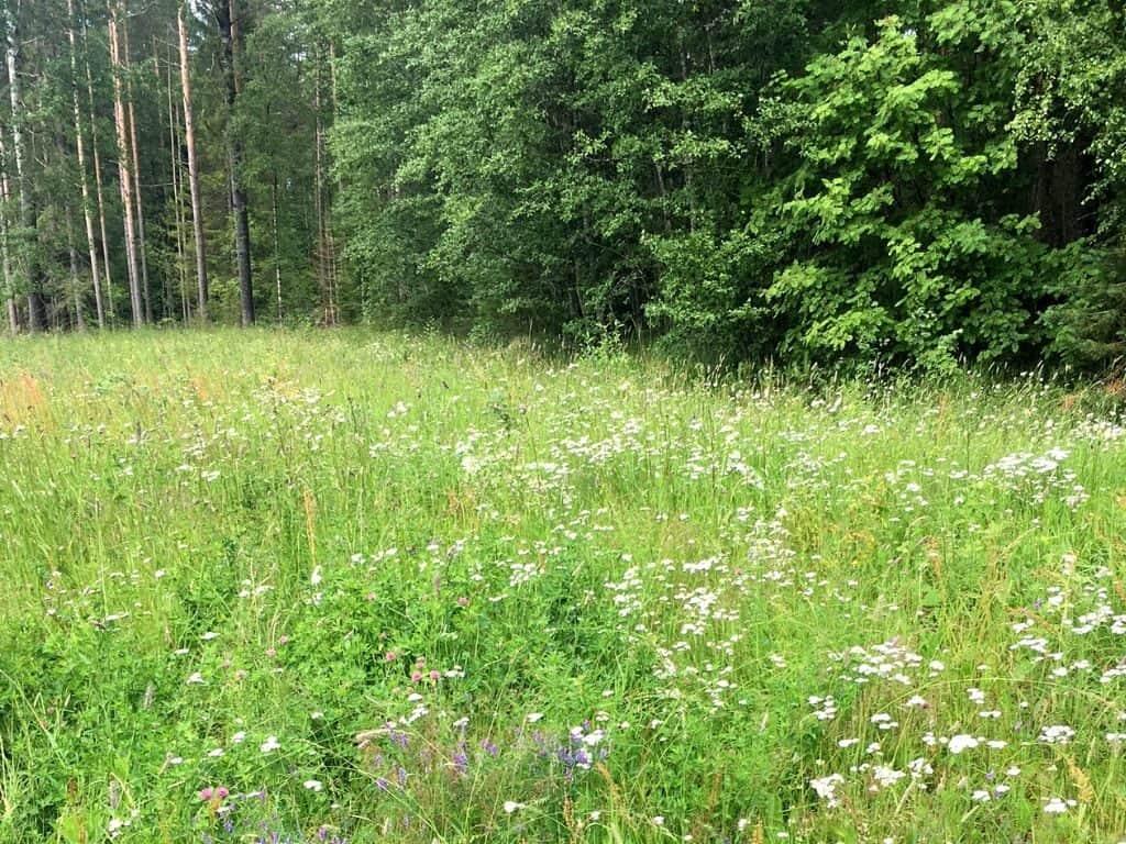 Foraging edible plants in Finland by Her Finland blog