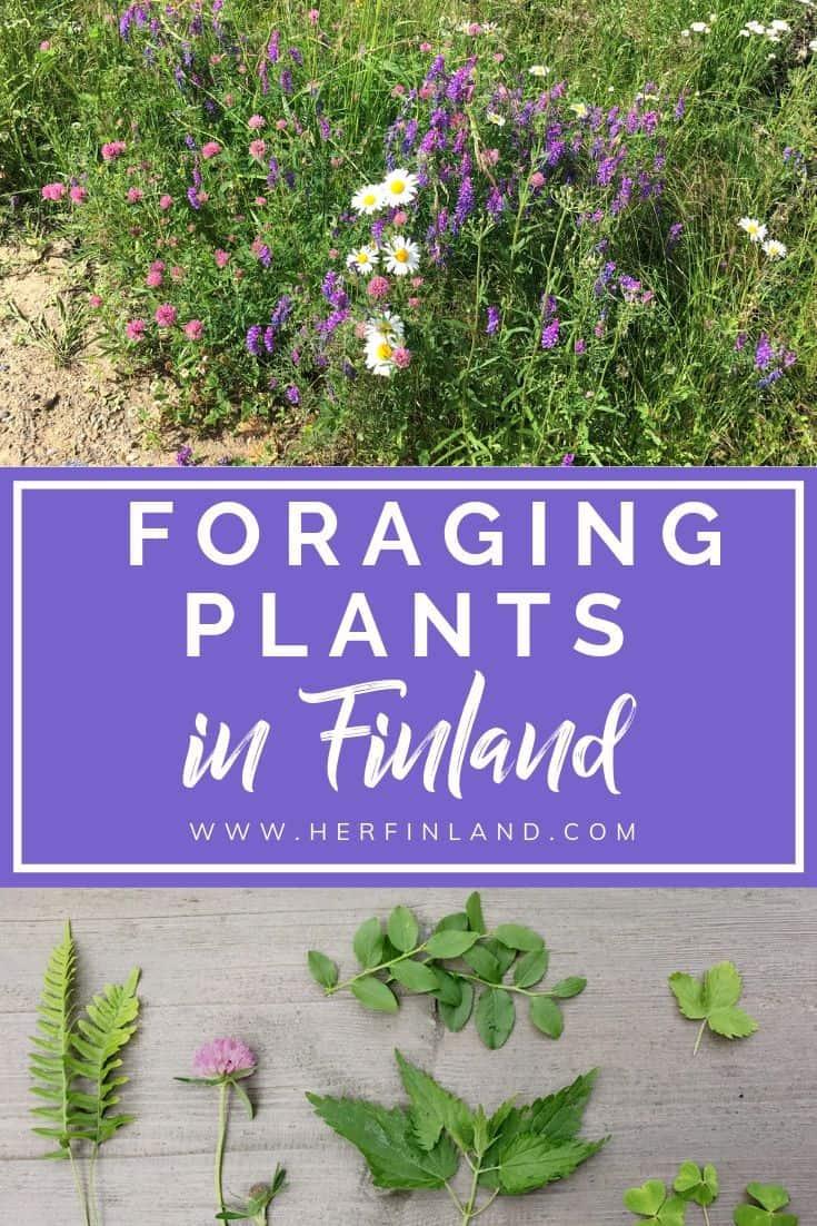 Learn how to do foraging in Finland and 6 edible you can pick! #foraging