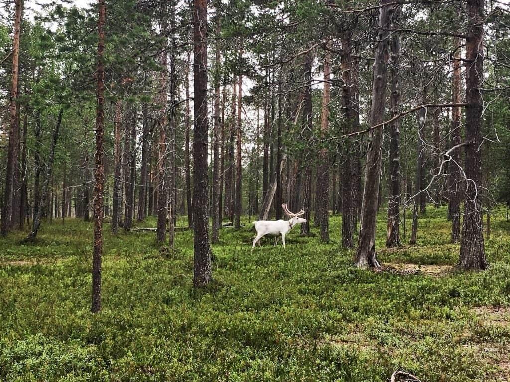 lapland day trip lappish reindeer by Her Finland blog