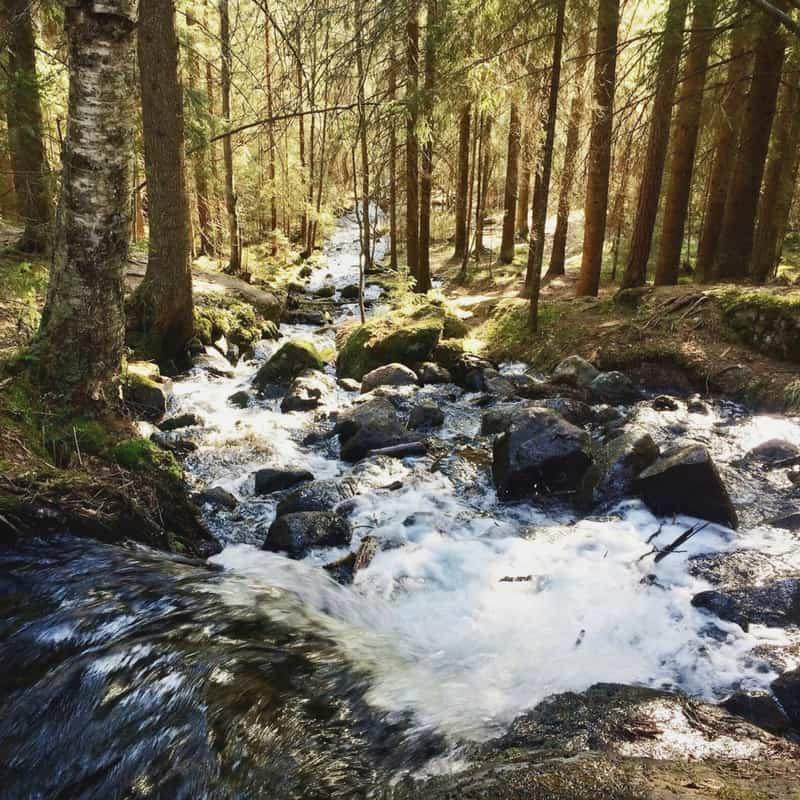 Gorgeous Finnish forest with a stream