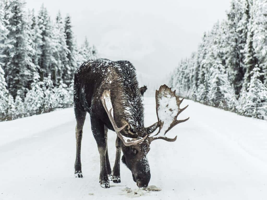 Driving in winter Finland is safe with winter tires. You need to be careful of elks all year round.