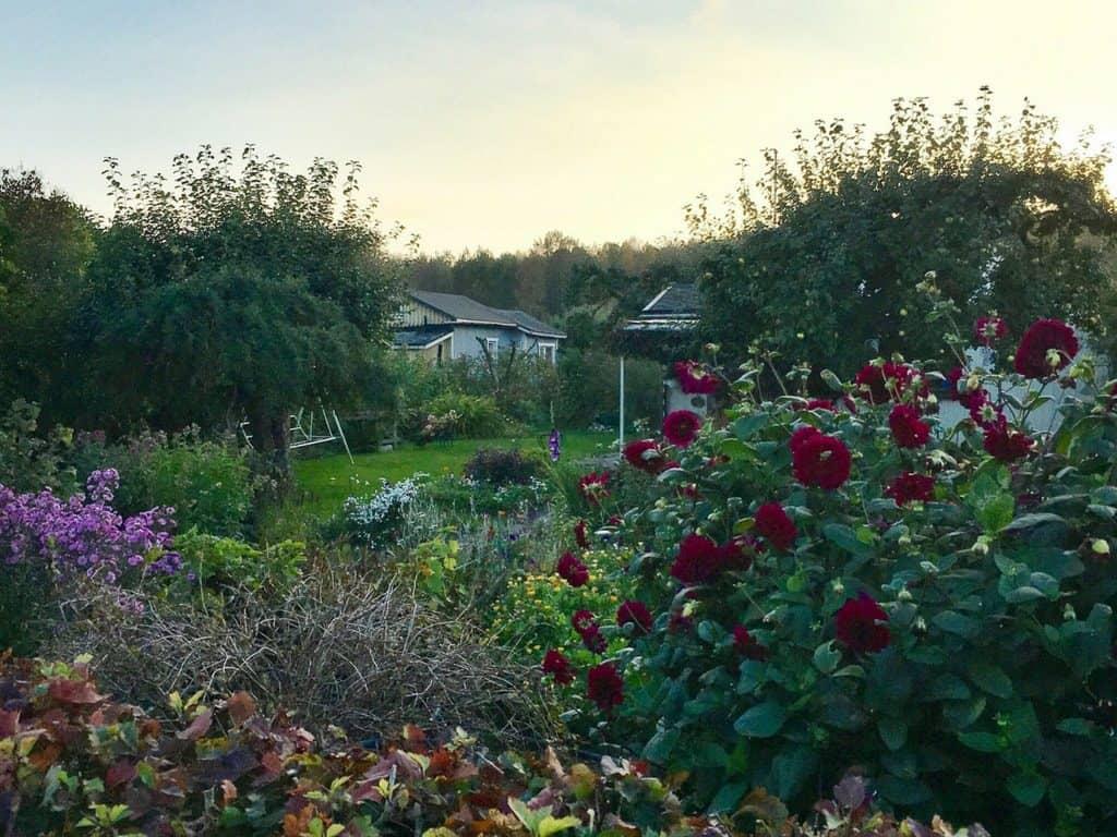 Things to do in Helsinki: Visit an allotment garden - Her Finland blog