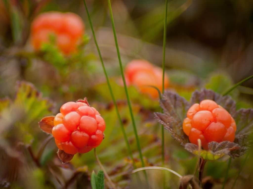 A rather interesting fact about Finland is that you can forage freely in the country!