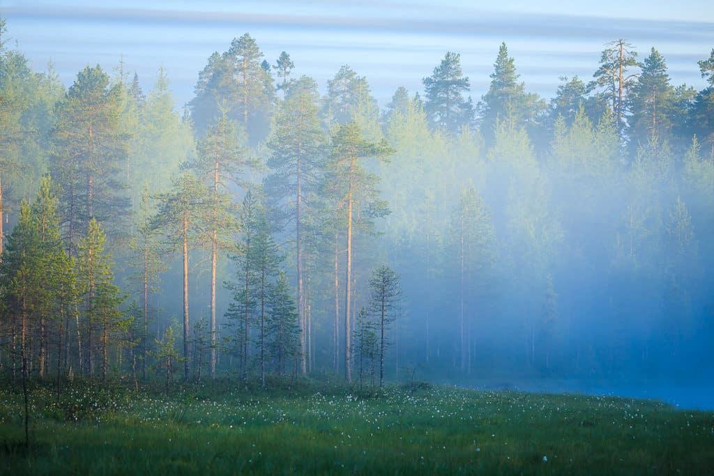 Lapland holidays in the summer make you want to stay up whole night to admire the white night! Read more about how to plan your Lapland vacation! #lapland