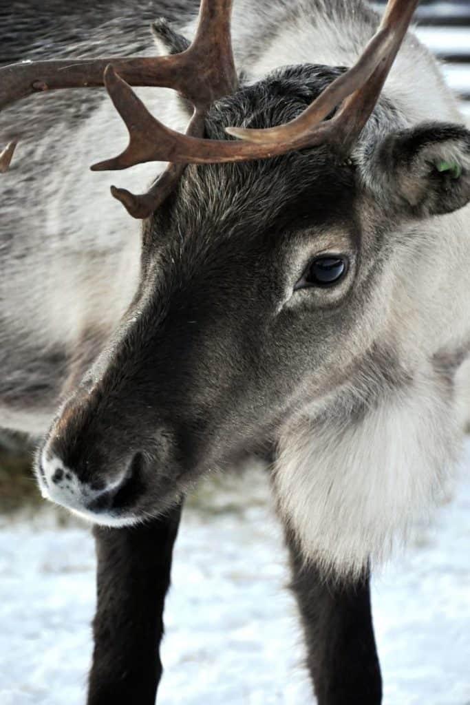 reindeer in glass igloos in Levi Finland