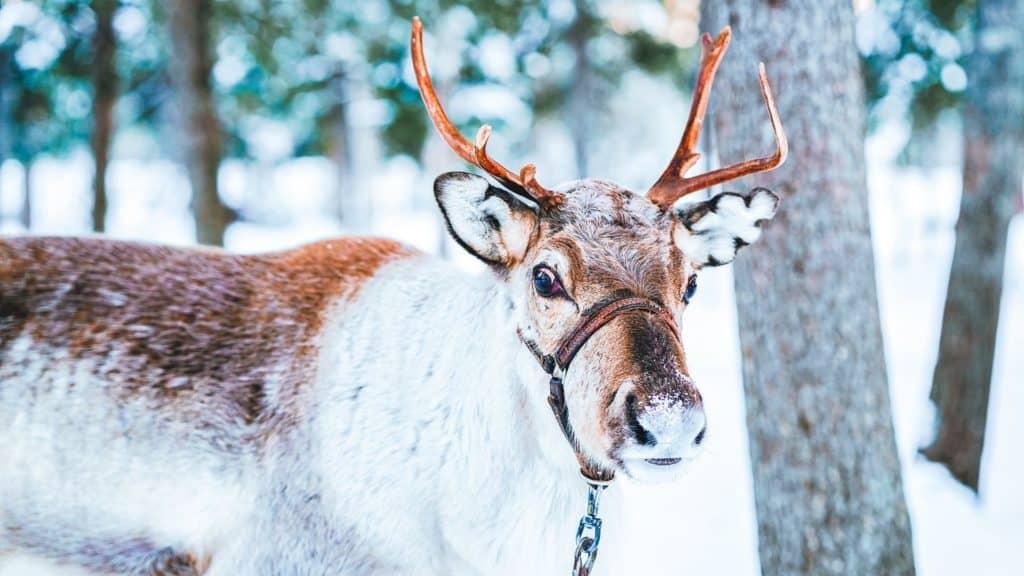 reindeer in nuuksio national park