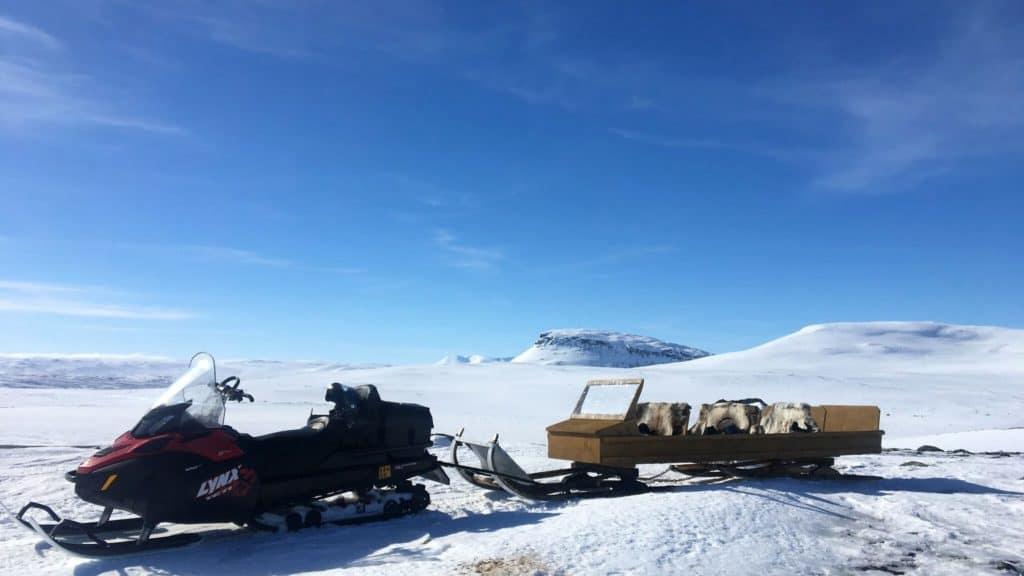 actividades de renos aventura en tierra ártica