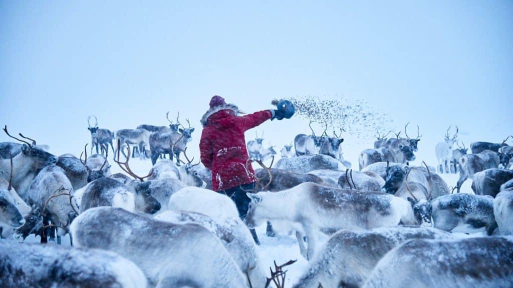 reindeer in lapland