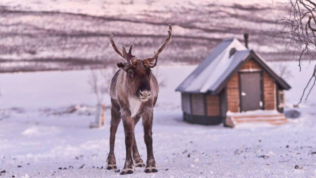 arctic land adventure