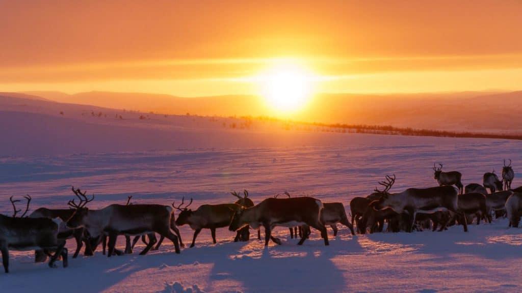 reindeer in arctic land adventure kilpisjärvi