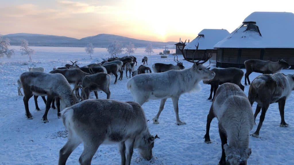 reindeer next to glass igloo