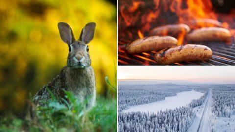 50 Funny Finnish Phrases & Words in English that Describe the Finnish Mindset
