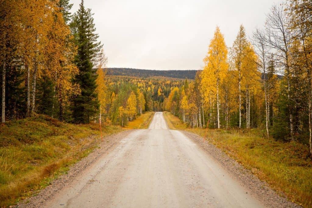 empty road surrounded by fall colors and leaves