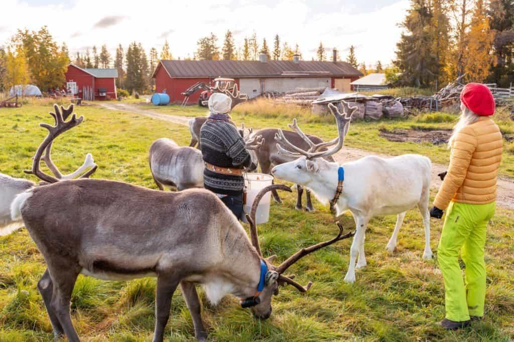 2 woman with 6 reindeers on a farm