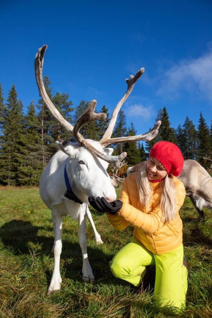 Woman feeding a white reindeer