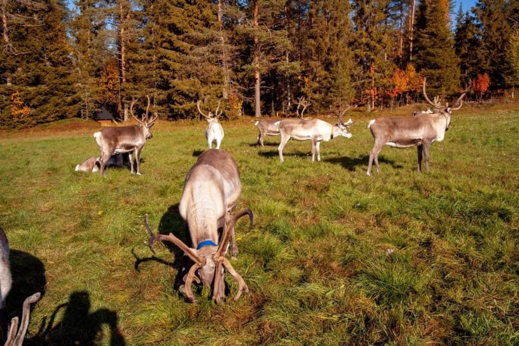 7 reindeer grazing the land