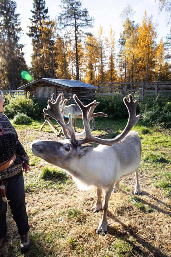 Reindeer sniffing someone's hand