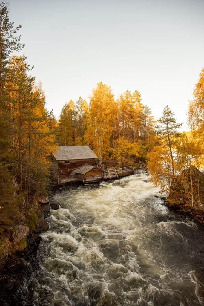 White water rapids between yellow foliage