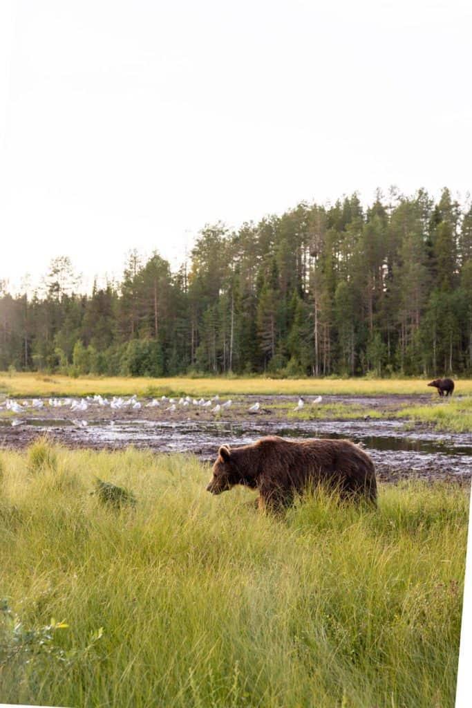 a bear by the lake in the forest