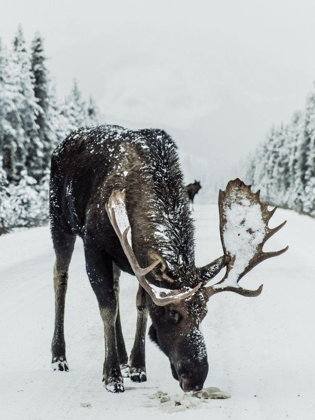 Finnish moose in the snow