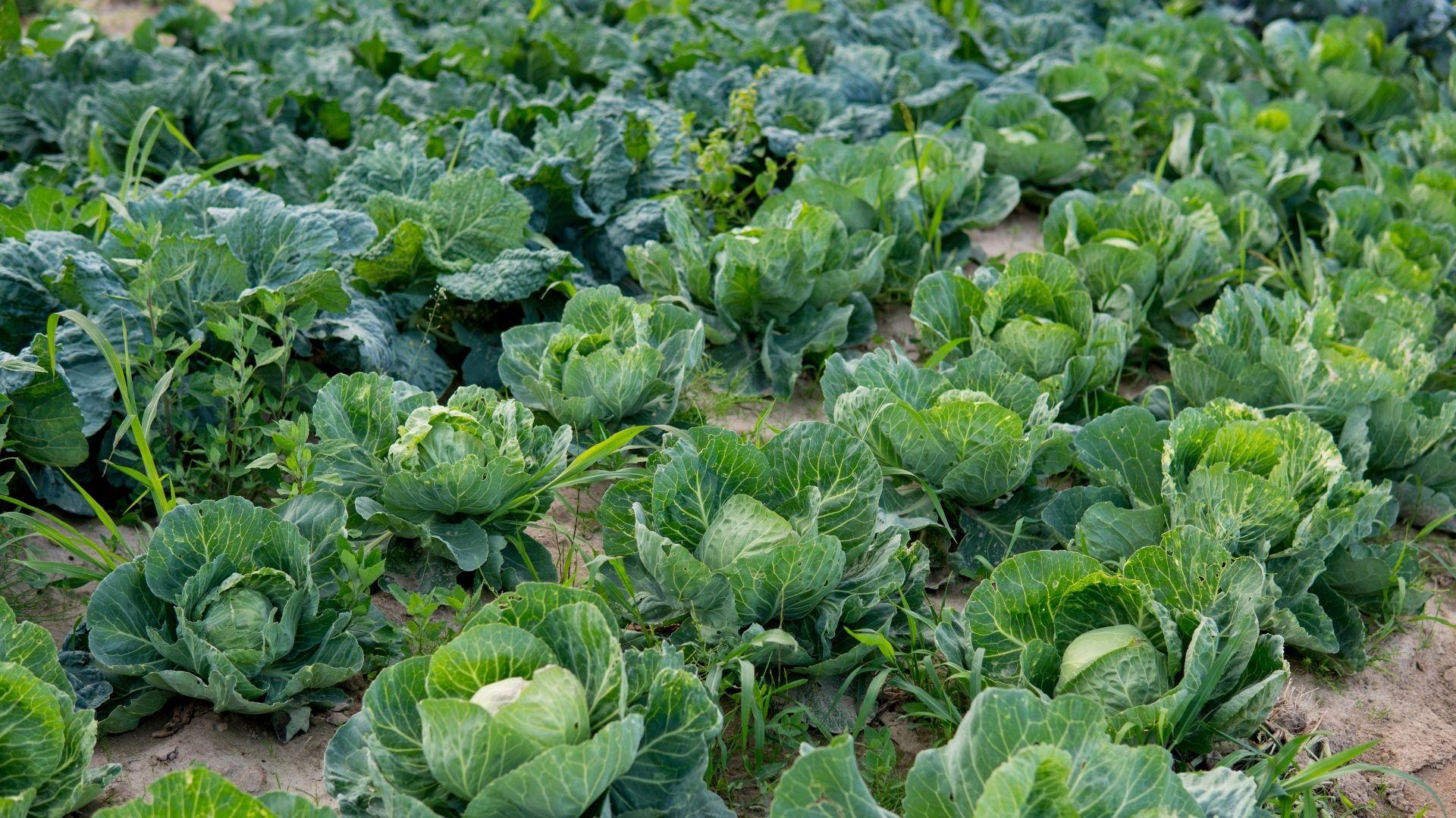 Finnish cabbage traditions