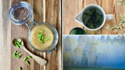 Foraging in Finland: 7 Delicious Wild Herbs to Try