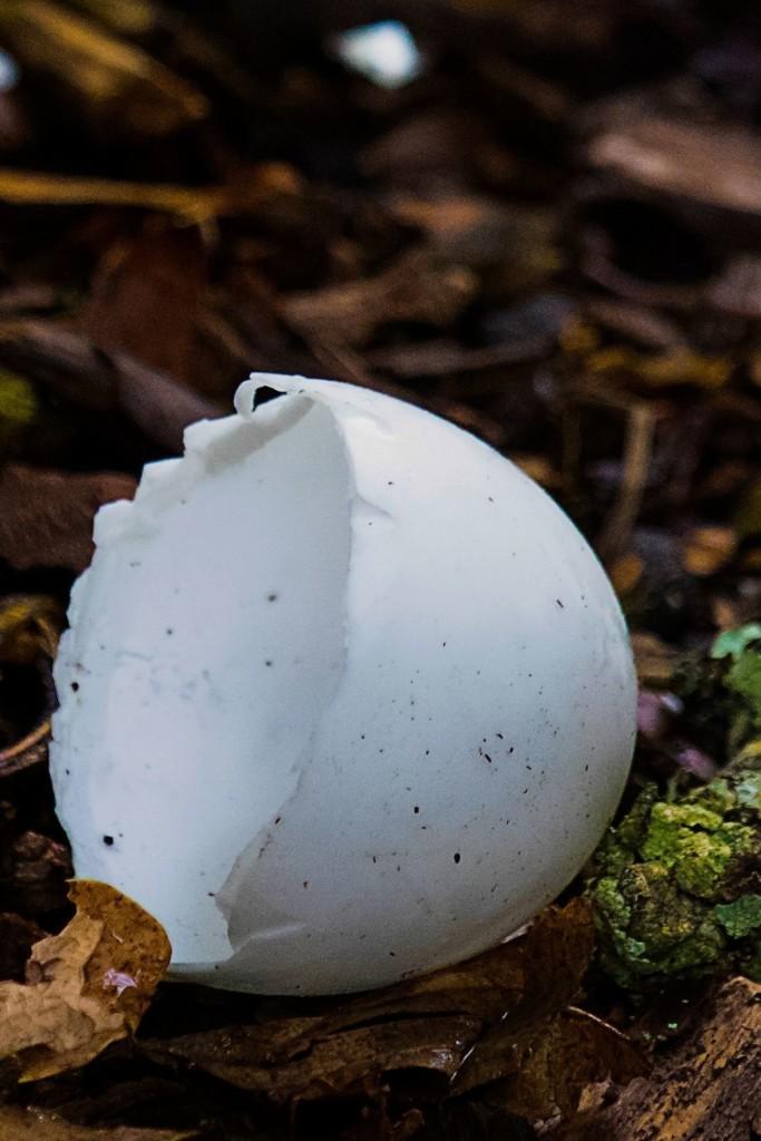 bird's egg from Finnish mythology