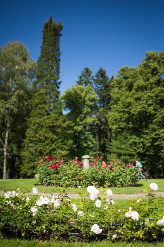 Hatanpää park arboretum