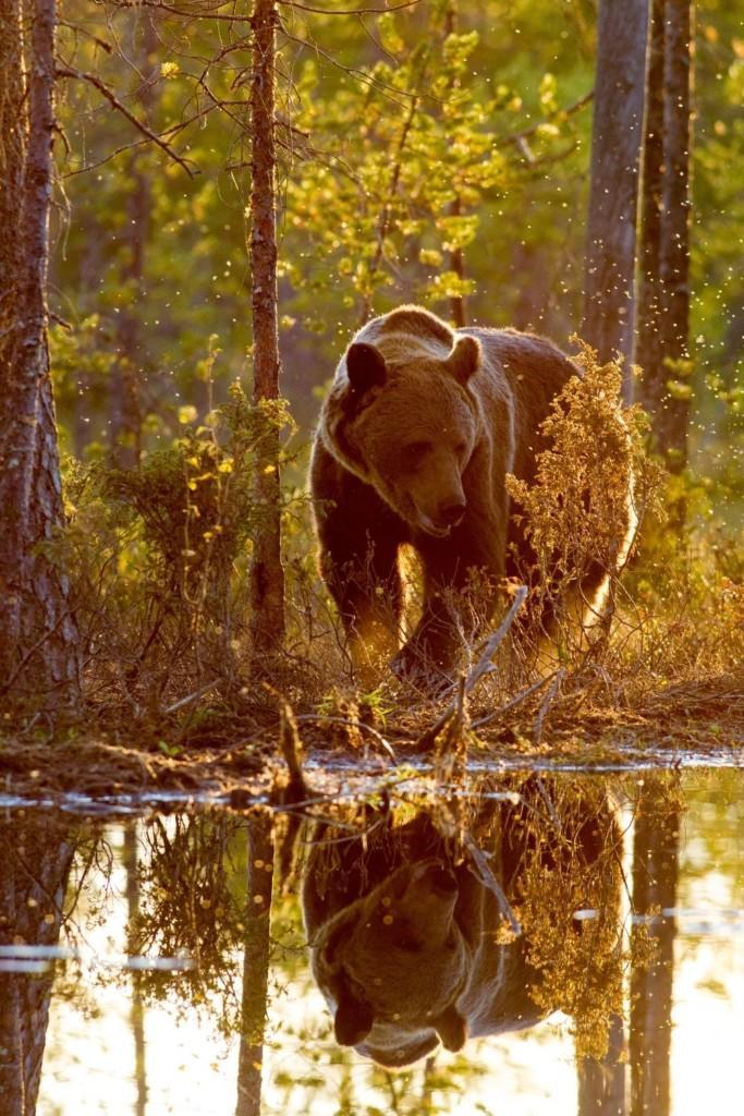 bear running in forest