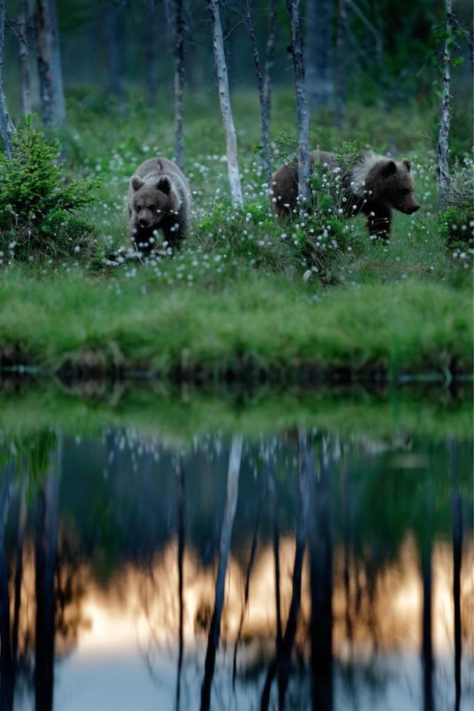 Wildlife in Finland