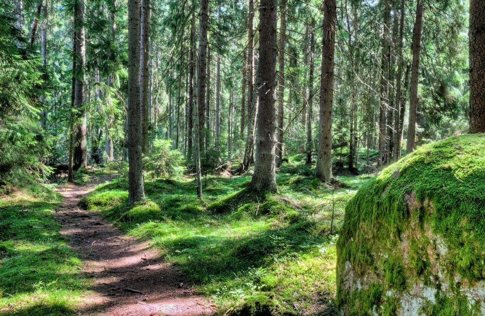 Forest in Finland