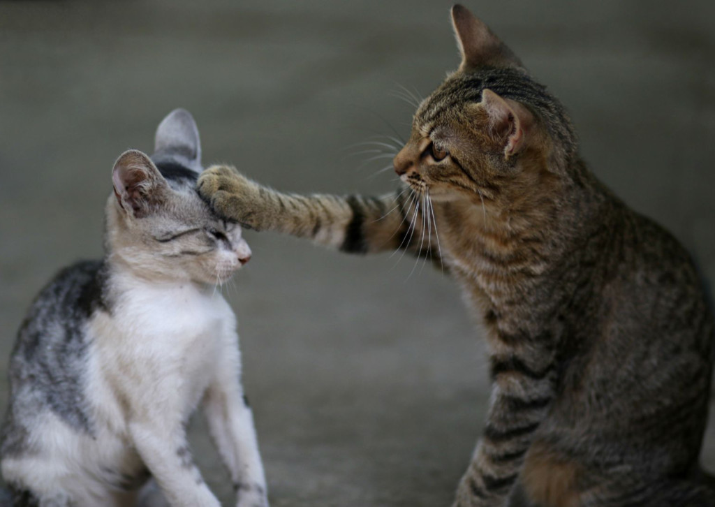 Cats playing pets Finland