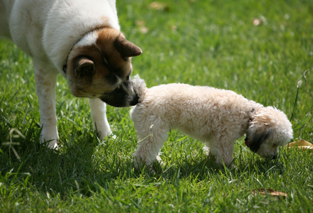 Cute Finnish dog names